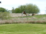 FZ015514 Red kites (Milvus milvus).jpg